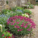 Arabis Aubris Deep Rose Plants (Set of 3 or 6)