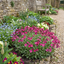 Set of 3 or 6 Large Plants - Arabis Aubris Deep Rose, Ready to Plant in Your Garden, 1L