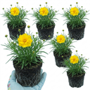 Coreopsis Early Sunrise Plants (Set of 3 or 6)