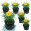 Set of 3 or 6 Coreopsis Early Sunrise Hardy Perennial Plants, Yellow Summer Flowers, Pollinator Friendly, 1 Litre Root Ball