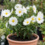 1 Cistus Thrive Rock Rose Plant, Hardy Evergreen Flowering Shrub, 3 Litre Root Ball