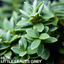 1 Large, Garden Ready Plant - Hebe Little Leaves Grey (Shrubby Veronica), 2L Pot