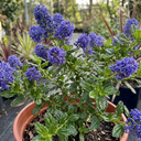 Ceanothus Skylark Plants