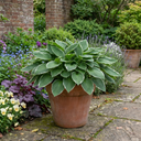 Francee Plantain Lily Plants (Set of 3 or 6)