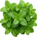 Moroccan Mint Herb Plants (Set of 3 or 6)