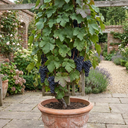 Grape Vitis Attiki Black Grapevine Plants
