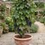1 Grape Vitis Attiki Black Grapevine Plant, Hardy Outdoor Garden Ready, 3 Litre Root Ball