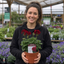 1 Large Plant - Geranium Calliope Dark Red, Outdoor Garden Ready, 2L Pot