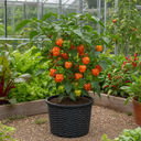Scotch Bonnet Chilli Pepper Plants