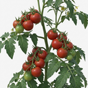 Tomato Alicante Variety Plants (Set of 3 or 6)