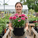 Dianthus Cherry Daiquiri Plants