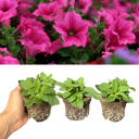 Petunia Surfinia Hot Pink Plants (Set of 3 or 6)