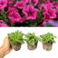 Set of 3 or 6 Large Plants - Petunia Surfinia Hot Pink, Outdoor Garden Ready