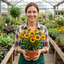 Set of 3 or 6 Coreopsis Uptick Gold Bronze Hardy Perennial Plants, Bee Friendly Summer Flowering, 1 Litre Root Ball