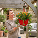 Chilli Pepper Hanging Basket, 25cm Pots, Orange GYO