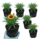 Coreopsis Uptick Gold Bronze Plants (Set of 3 or 6)
