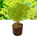Euphorbia Ascot Rainbow Plant