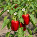 Sweet Pepper Redskin Plants (Set of 3 or 6)