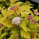 Physocarpus Diable D'or Plant (3L Pot)