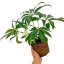 Hellebore Tutu Plant (2L Pot)