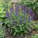 Salvia East Friesland Perennial Plants