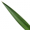 Yucca Elephantipes Spineless Yucca Plants