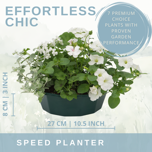 Planted bowl of white petunias with silver-leaved trailing foliage
