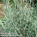 Curry Plants