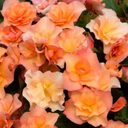 Begonia Solenia Apricot Plants