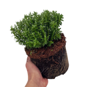1 Large, Garden Ready Plant - Hebe Sutherlandii (Shrubby Veronica), 17cm/2L Pot