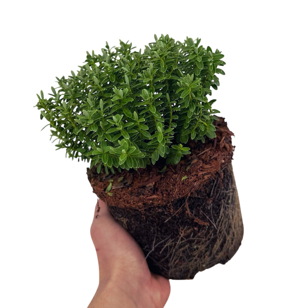 Hebe 'Sutherlandii' (Shrubby Veronica) – Evergreen Shrub (2L Pot)