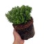 1 Large, Garden Ready Plant - Hebe Sutherlandii (Shrubby Veronica), 17cm/2L Pot