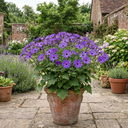 Senetti Violet Pericallis Plants
