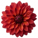 Dahlia Maggiore Fun Pomegranate Plant