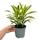 Dracaena Lemon Lime Dragon Tree Plants