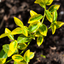 1 Large Plant - Euonymus Emerald n Gold, Ready to Plant in Your Garden, 2L Pot