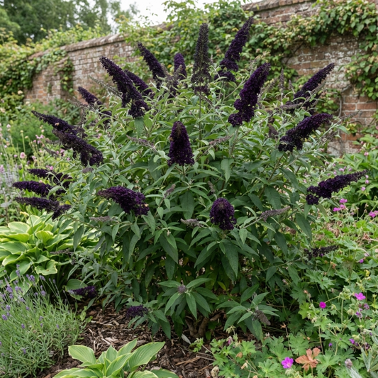 Buddleia 'Black Knight' (Butterfly Bush) – Scented Deciduous Shrub (2L Pot)