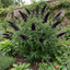 1 Buddleia Black Knight Plant, Purple Butterfly Bush, Hardy Outdoor Garden Shrub, 2L Root-Ball