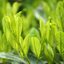 1 Large Hedging Plant - Prunus Sofia, Ready to Plant in Your Garden, 3L