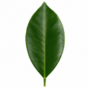 Calamondin Orange Tree 5Ltr, Indoor Citrus Tree, Pots