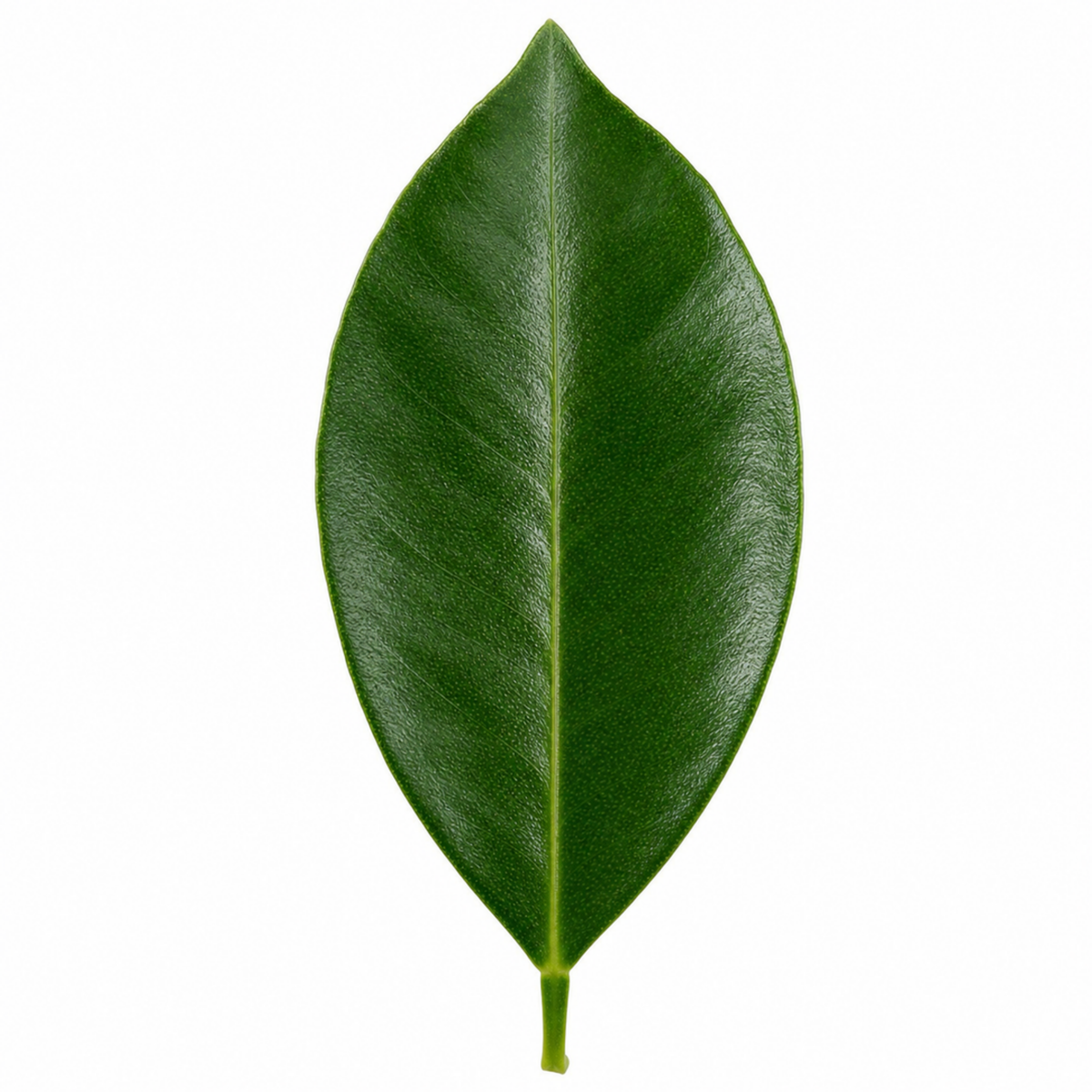 Calamondin Orange (Citrus x microcarpa) – Indoor Citrus Tree (5L Pot)