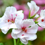 Set of 3 or 6 Large Plants - Geranium Trailing Blanche Roche, Ready to Plant in Your Garden
