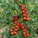 Tomato Sweet Million Variety Plants (Set of 3 or 6)