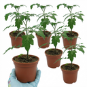 Tomato Buffalosun Variety Plants (Set of 3 or 6)