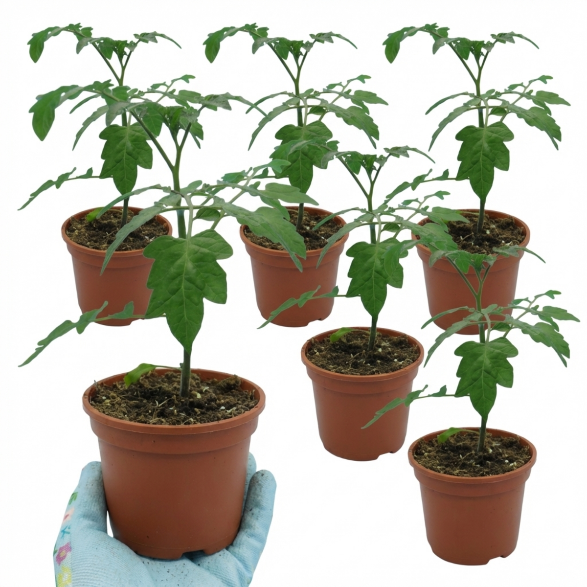 Tomato 'Buffalosun' – Beefsteak Cordon Tomato (Set of 3 or 6)