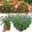 Set of 3 or 6 Large Plants - Fuchsia Diva Cherry & White, Ready to Plant in Your Garden