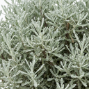 Santolina Chamaecyparissus Cotton Lavender Plants