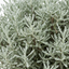 1 Santolina Chamaecyparissus Cotton Lavender Plant, Drought Tolerant Hardy Evergreen Shrub, 2L Root-Ball