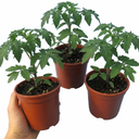 Tomato Cherry Falls Variety Plants (Set of 3 or 6)