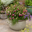 Fuchsia Bush Paula Jane Plant (5L Pot)
